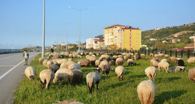 Giresunlu çobanların yayla yolculuğu başladı