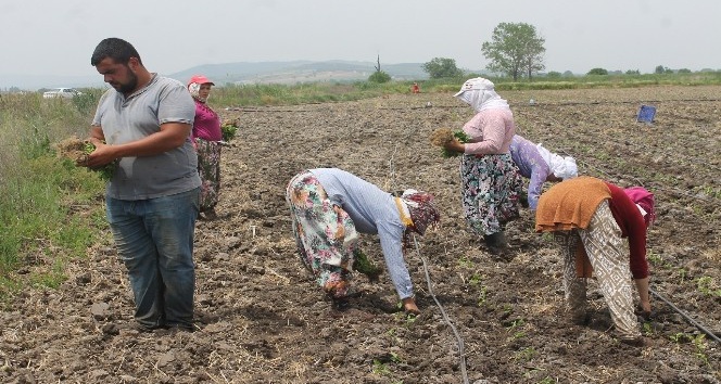 Tarım işçilerinin aşırı sıcaklarla zorlu sınavı