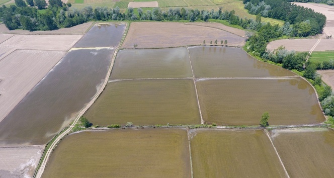 Türkiye'nin en kuzeyi Sinop’ta çeltik ekimi başladı
