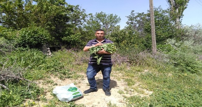 Doğada kendiliğinden yetişen efelik otu sofraların vazgeçilmezi oldu