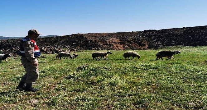 Elazığ’da kayıp koyunlar 9 saat sonra bulundu