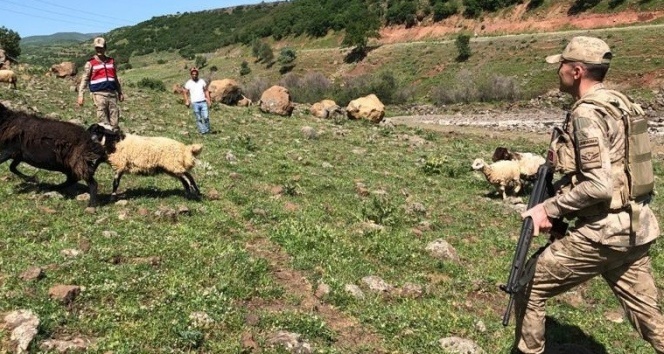 Elazığ&#039;da kayıp koyunlar 9 saat sonra bulundu