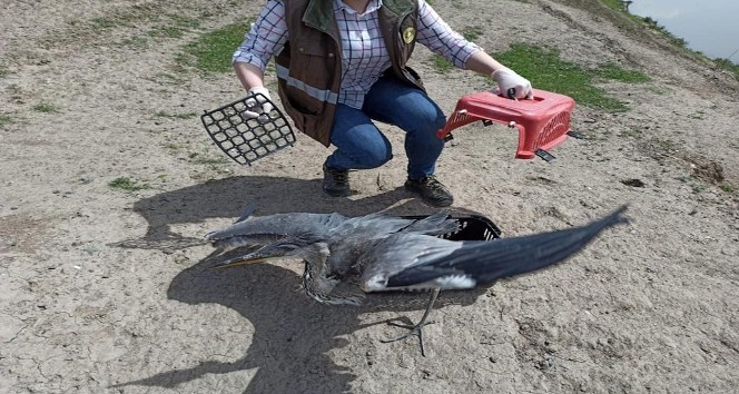Köyde bulunan gri balıkçıl kuşu yetkililere teslim edildi