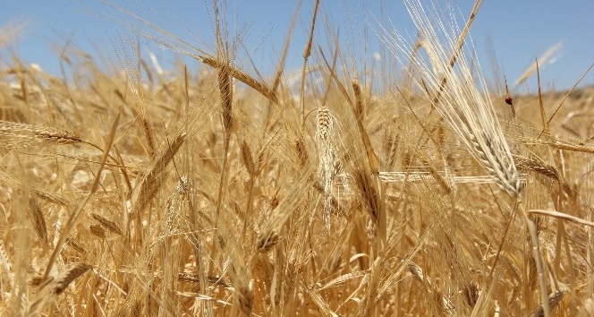 Sezonun ilk buğdayı 1 lira 73 kuruştan alıcı buldu