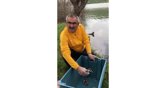 Tahliye kanalına düşen yaban ördeği yavrularını belediye başkanı kurtardı