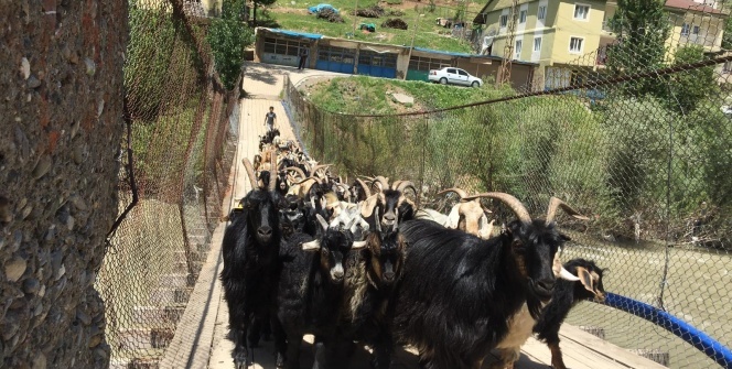 40 yıl önce yapılan tahta köprüyle ihtiyaçlarını karşılıyorlar