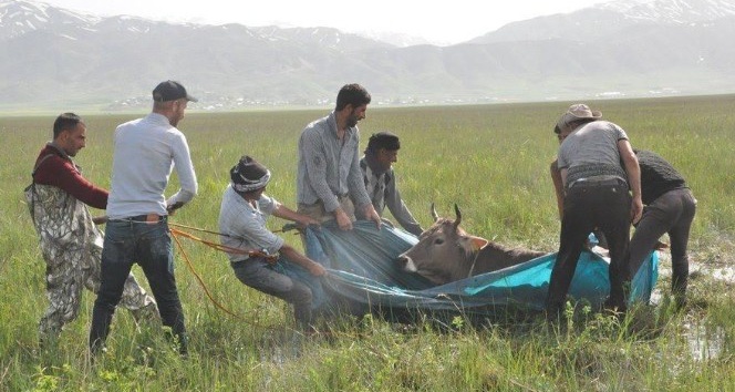 Başkan Sayan ineği bataklığa saplanan vatandaşa inek gönderme talebinde bulundu