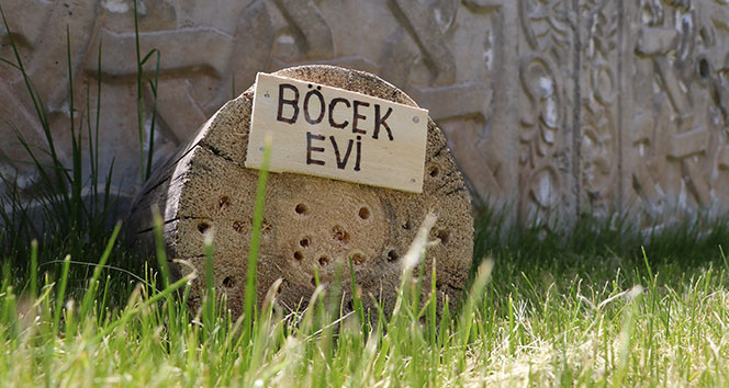 Sokağa çıkamayan öğrenciler, böcekler için ev yaptı