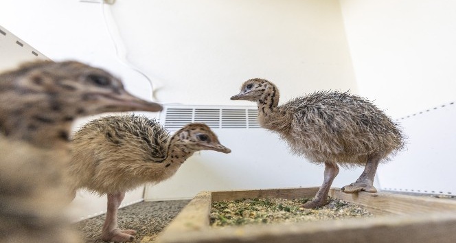 Tarsus Doğa Parkı’nda 3 deve kuşu yavrusu daha dünyaya geldi