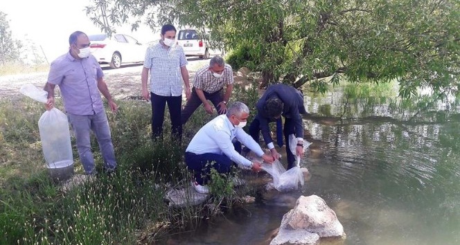 Malatya’da göletlere 50 bin balık bırakıldı