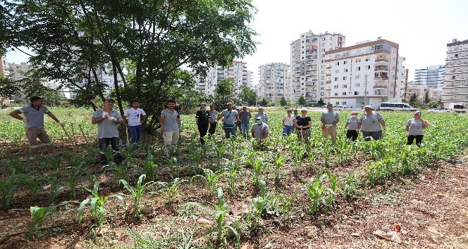Mezitli’de ’Kent içi tarım projesi’ başarıyla sürüyor