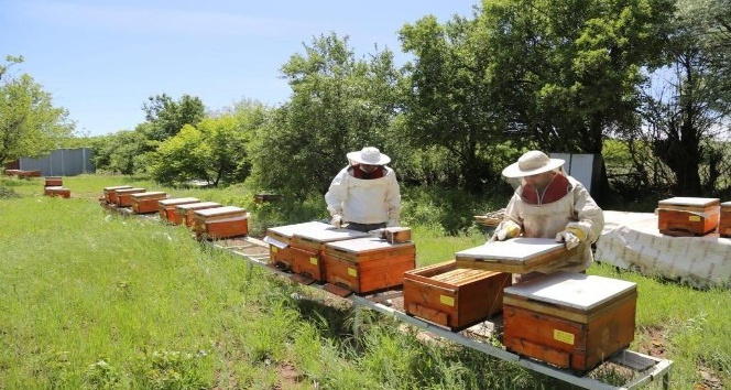 Tunceli’de Vefa Grubu arı bakımı yaptı