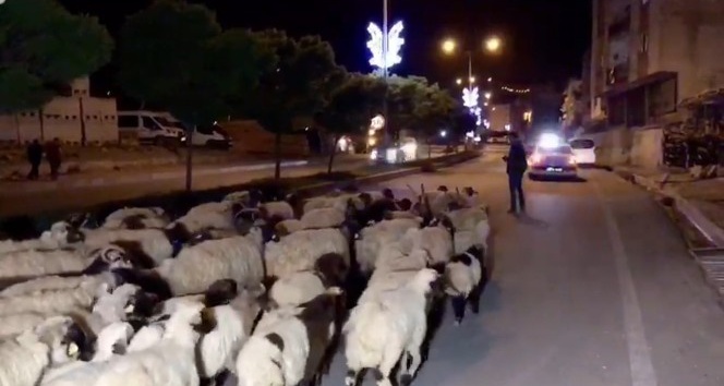 Hakkari şehir merkezinden koyun sürüsü geçti