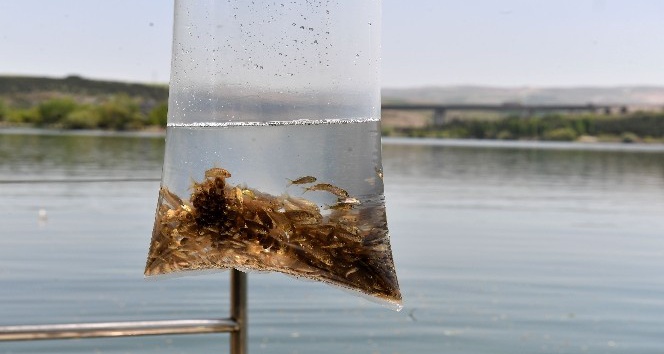 Büyükşehir 14 bin yavru sazan balığını suyla buluşturdu