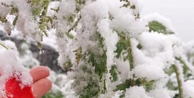 Mayıs ayında kar yağdı! Her yer beyaza büründü