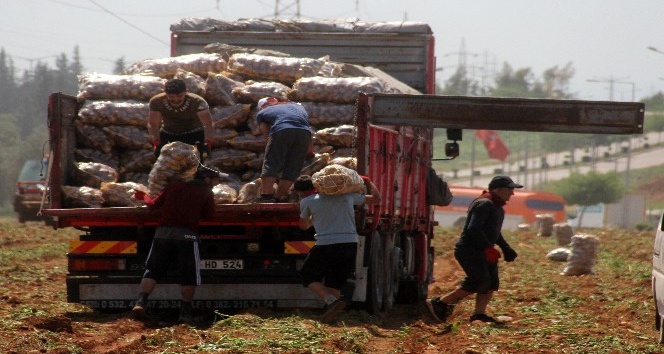 40 derece sıcakta her gün 110 ton patates yüklüyorlar