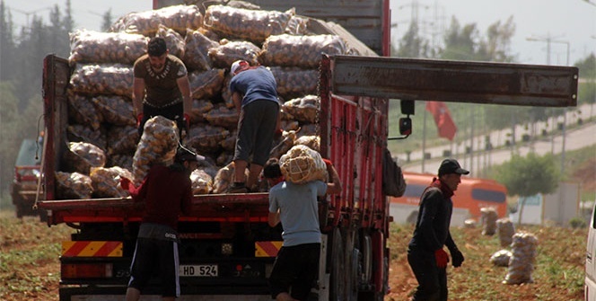 40 derece sıcakta her gün 110 ton patates yüklüyorlar
