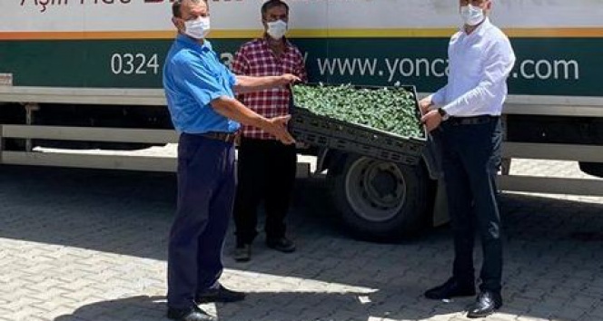 Düziçi’nde 35 çiftçiye 73 bin domates fidesi dağıtıldı