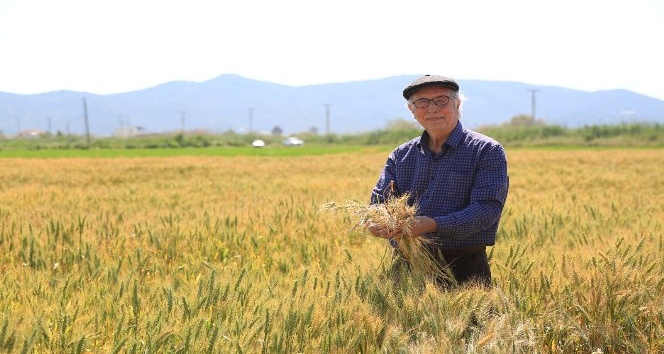 TMO, Milas’ta buğday ve arpa alımına başladı