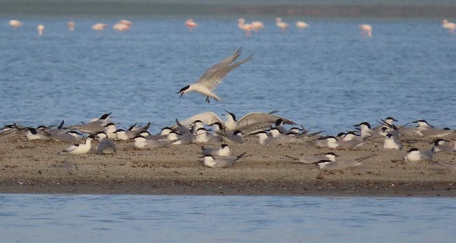 İnsansız doğaya kuş akını