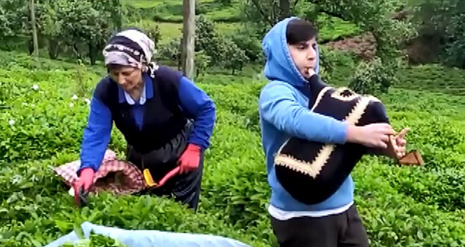Rize’de çay üreticileri tulum ile müzik eşliğinde çay topladı