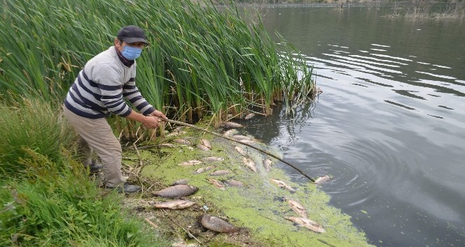 Bolu’da, su kirliliği yüzlerce balığı öldürdü