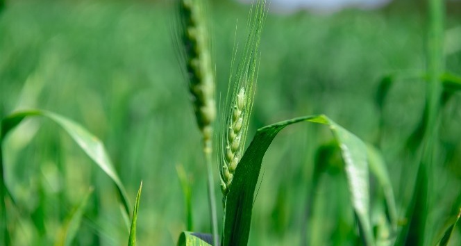 Mersin’de yerli buğday üretimi teşvik ediliyor