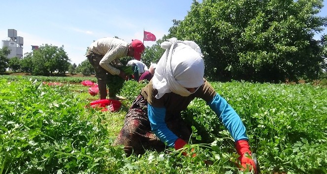 Güneydoğu’nun sebzesi Kilis’ten