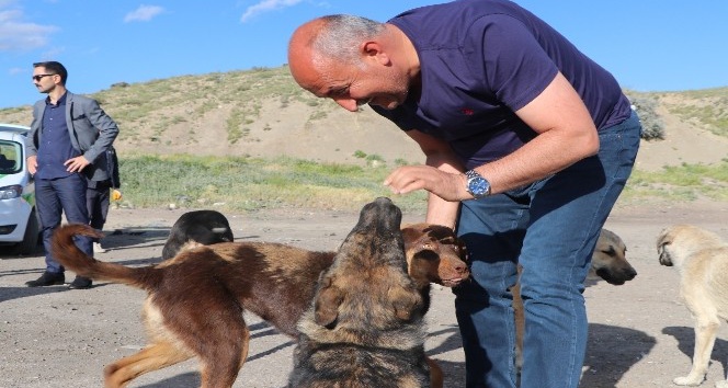 Başkan Türkyılmaz, sokak hayvanlarını besledi