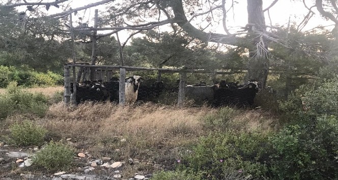Mersin’den çalınan keçiler Karaman’da mezbahanede kesilmiş halde bulundu