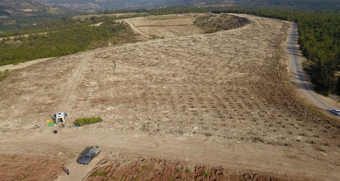 Mersin’de tahrip edilen ormanlık alan yeniden ağaçlandırıldı