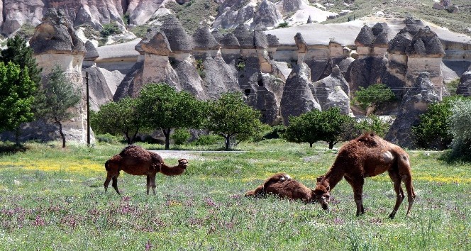 Kapadokya bölgesinde bahar güzelliği yaşanıyor