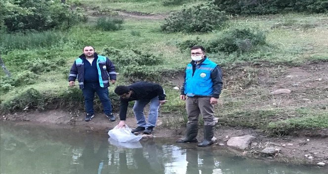 Simav’daki göletlere 40 bin adet pullu sazan balığı yavrusu bırakıldı