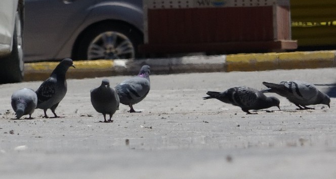Kısıtlamanın devam ettiği Van’da sokaklar güvercinlere kaldı