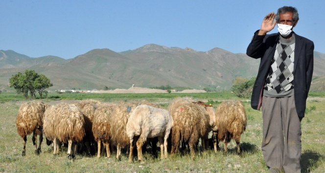 İneğini yalnız bırakmayan Mehmet amcanın yüzü güldü