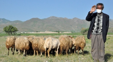 İneğini yalnız bırakmayan Mehmet amcanın yüzü güldü