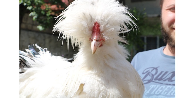 Normallerinin 3 katı! İlk kez görenler şaşırıyor, yoğun talep var