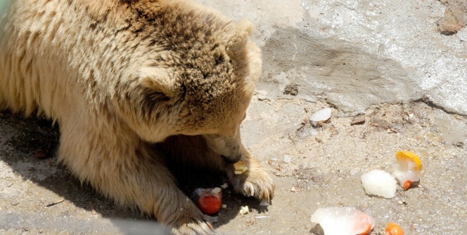 Hayvanların buzlu kokteyl keyfi