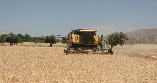 Kilis’te hububat hasadı başladı