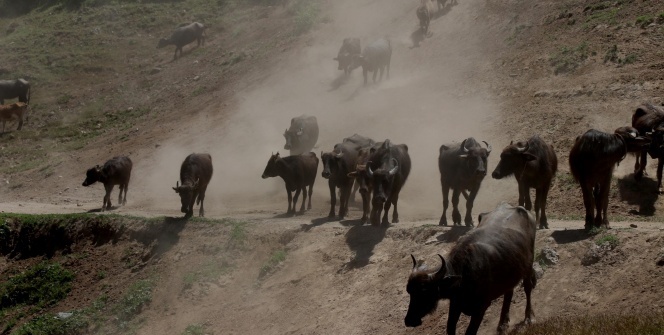 Mandaların tozlu yolculuğu