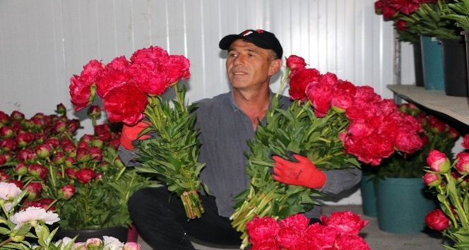 Yozgat’ta üretilen şakayık çiçekleri Romanya ve Azerbaycan’a ihraç ediliyor