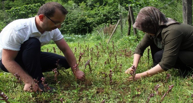 Giresun’da ilk defa üretimi yapıldı, kilosu bin 400 TL’den satılıyor