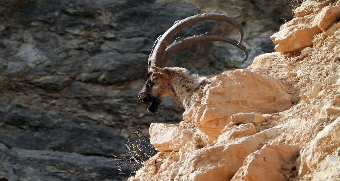 Kayaların usta tırmanıcısı yaban keçileri