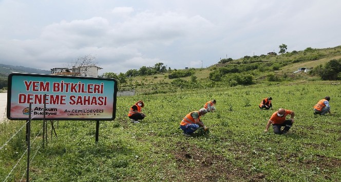 Atakum’da belediyenin atıl arazisi ’tarım okulu’ oldu