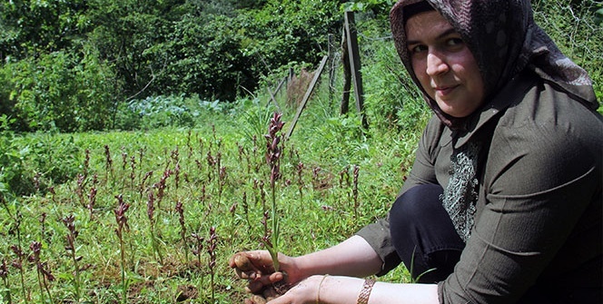 Giresun’da ilk defa üretimi yapıldı, kilosu bin 400 TL’den satılıyor