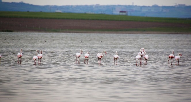 Flamingolardan Gölbaşı semalarında görsel şölen