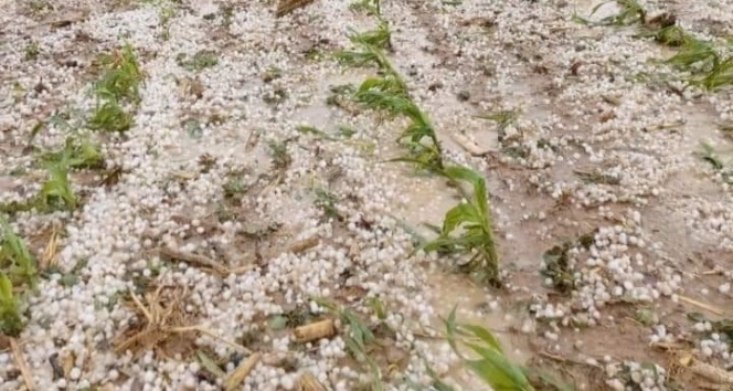 Aksaray&#039;da dolu yağışı tarım arazilerine zarar verdi