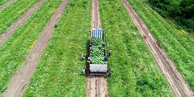 Serin hava karpuzun fiyatını düşürdü
