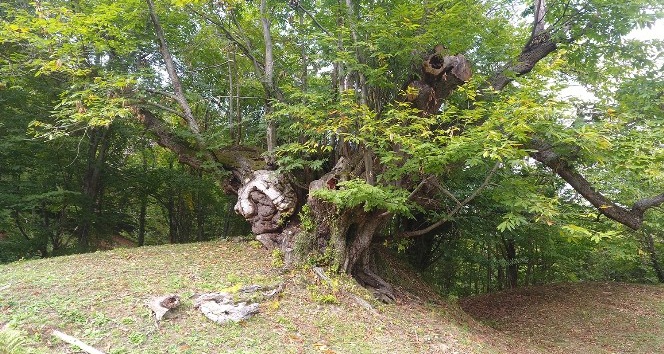 600 yıllık anıt ağacı ziyaretçilerini bekliyor