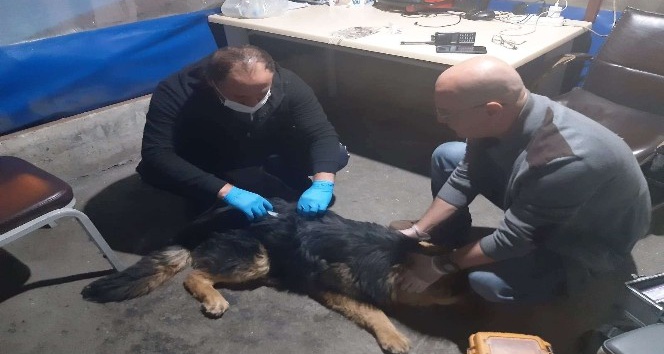 Hakkari’de zehirlenen köpek tedavi altına alındı